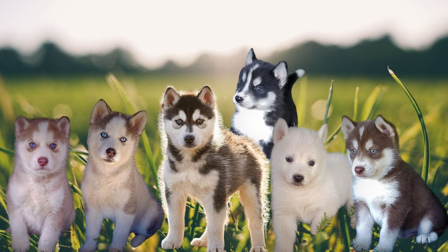 Reputable siberian hot sale husky breeders