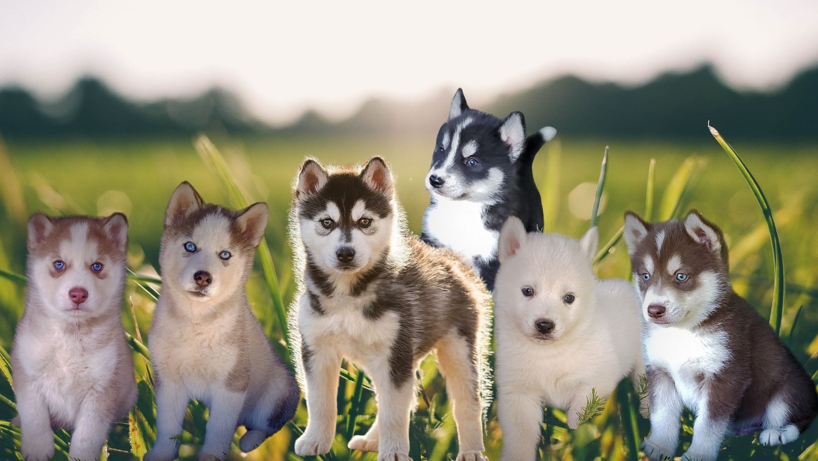 Alaskan husky puppies deals for sale cheap